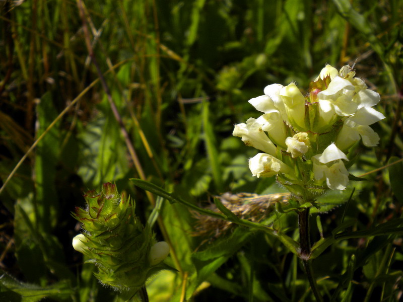 Prunella laciniata / Prunella gialla