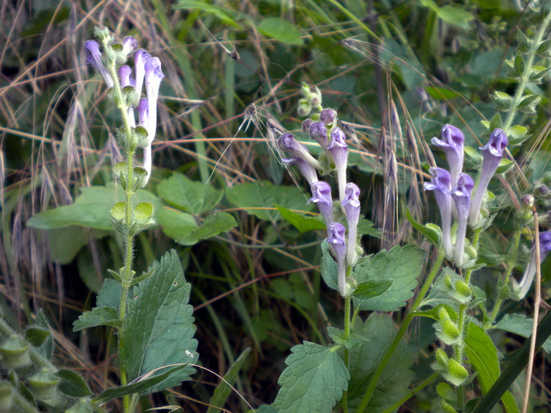 Scutellaria columnae / Scutellaria di Colonna