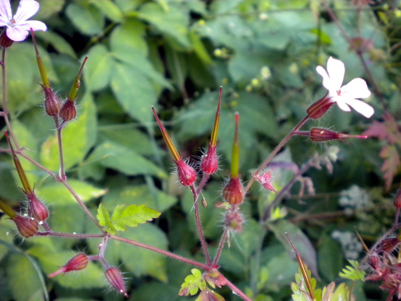 Geranium robertianum