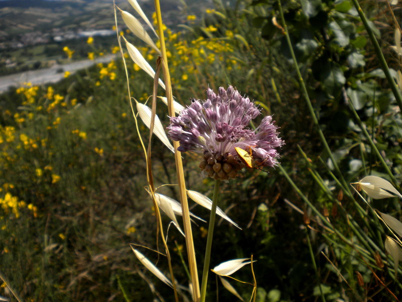 Allium vineale / Aglio delle vigne