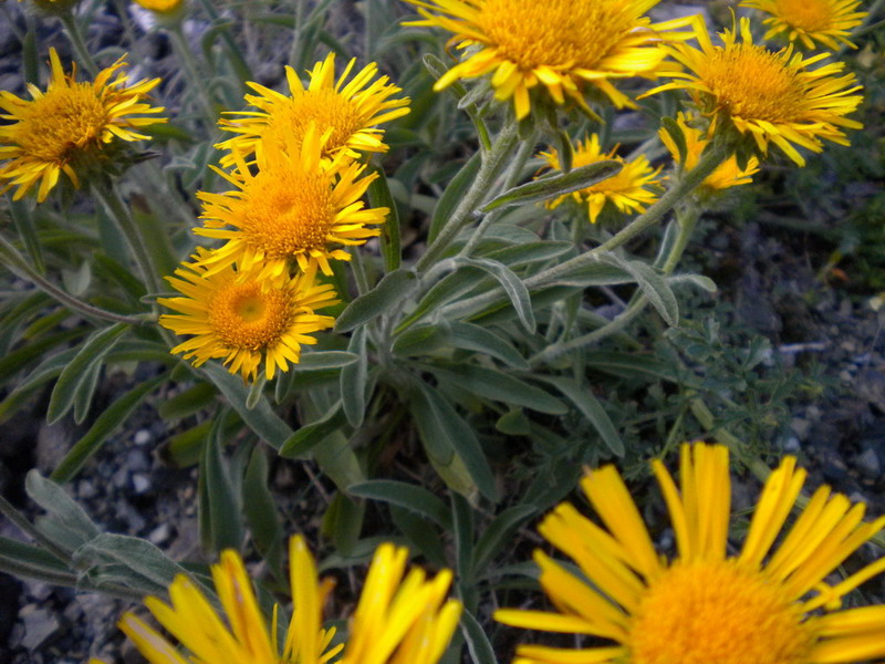 Pentanema montanum (=Inula montana) / Enula montana