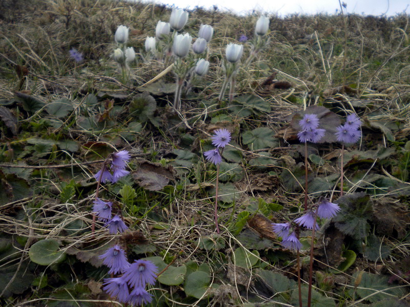 Soldanella alpina