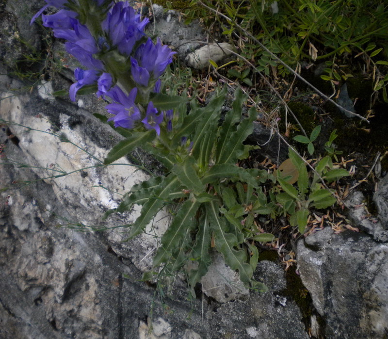 Campanula spicata / Campanula spigata