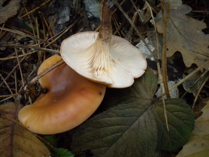 Clitocybe