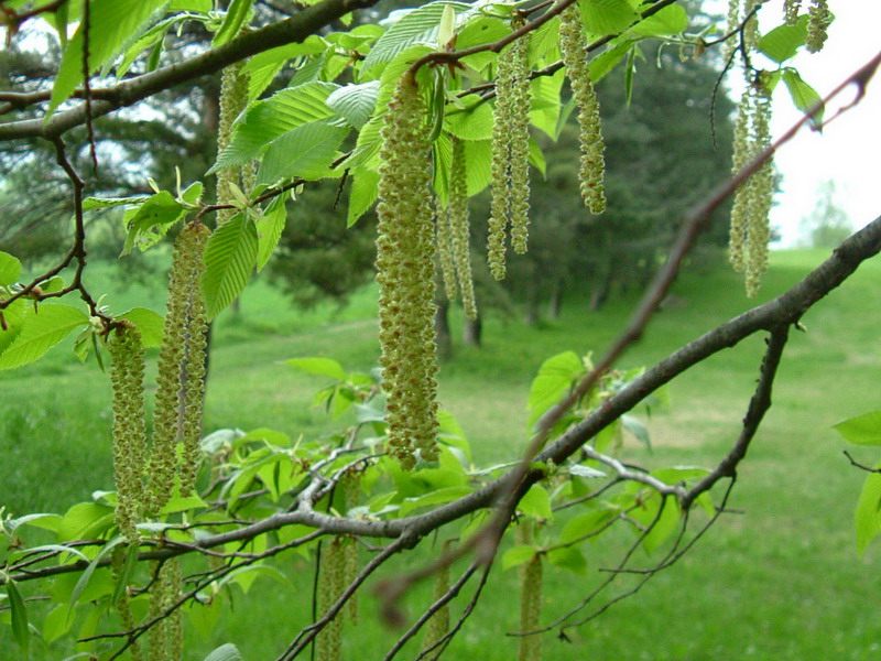 Ostrya carpinifolia