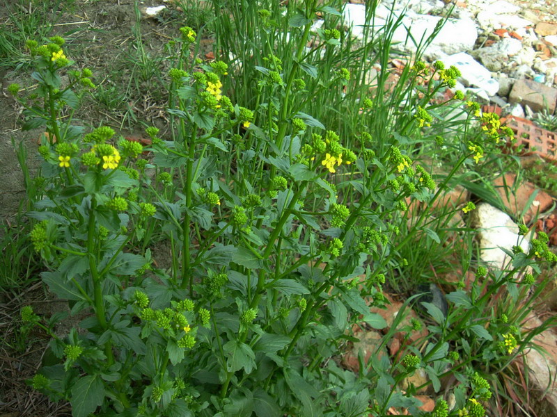 Barbarea vulgaris / Erba di Santa Barbara comune