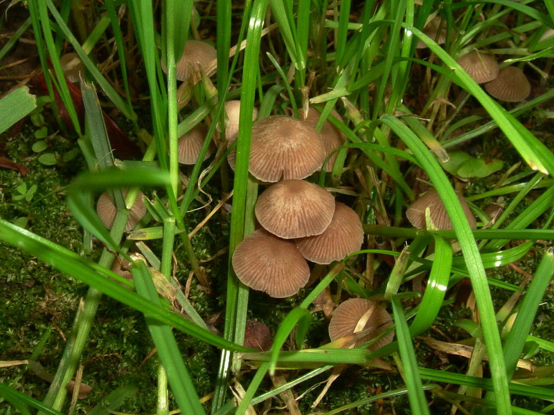 Coprinus sp. (cfr. Coprinellus disseminatus)