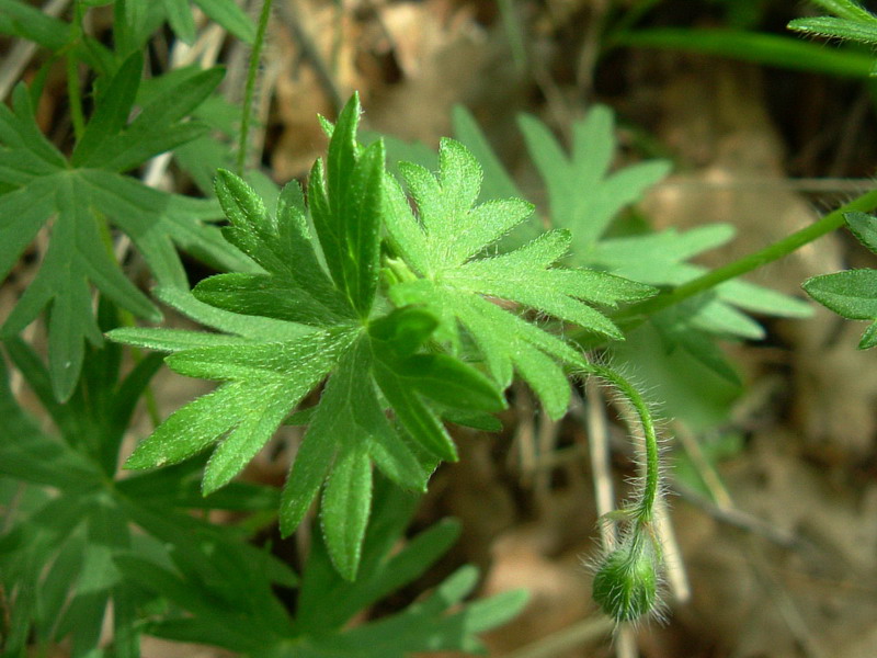 Geranium sanguineum