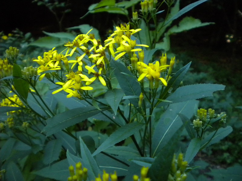 Senecio ovatus