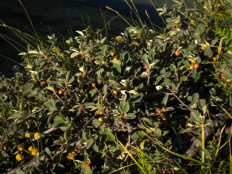 Da determinare: Cotoneaster integerrimus?