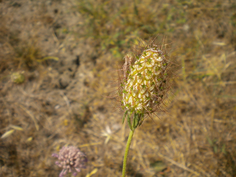 Il dubbio -  Knautia sp.