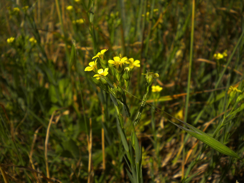 Linum strictum