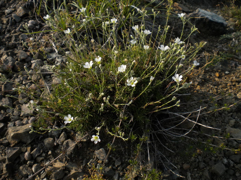 Cherleria (=Minuartia) laricifolia subsp. ophiolitica / Minuartia del serpentino