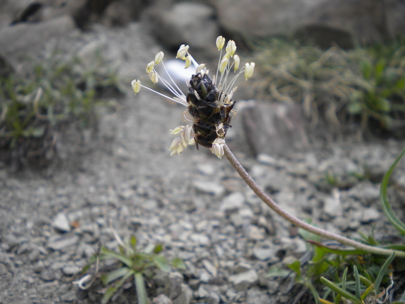 Plantago atrata