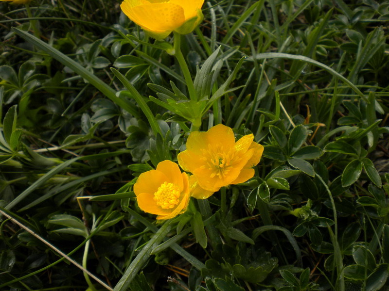 Alto appennino 3 - Ranunculus sp.