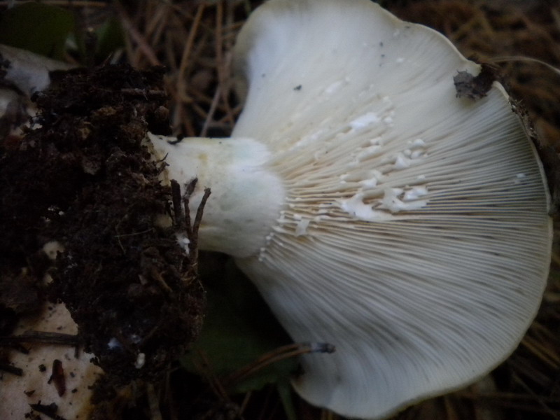 Lactarius