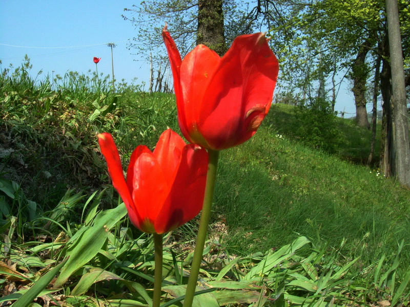 Tulipa raddii / Tulipano precoce