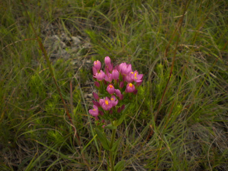 Fiore fucsia - Centaurium erythraea