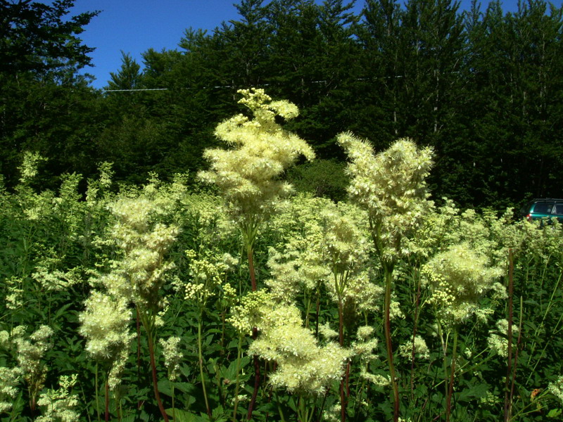 In torbiera - Filipendula ulmaria