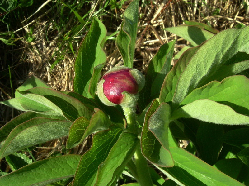 Paeonia officinalis subsp. officinalis / Peonia selvatica