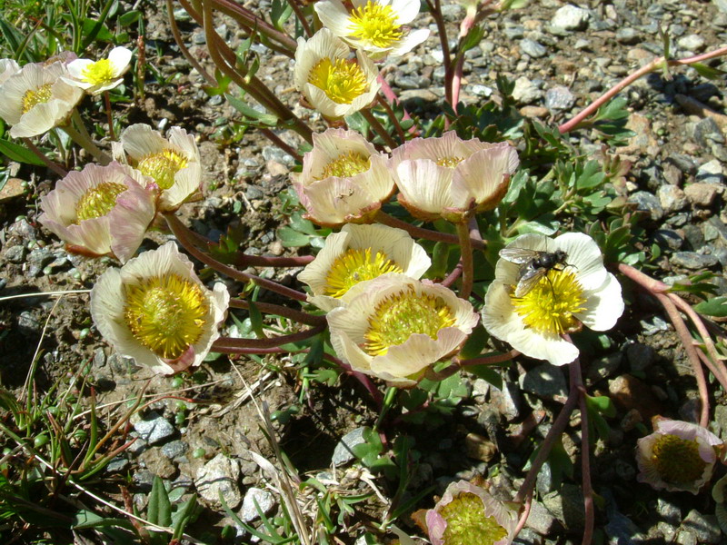 Ranunculus glacialis / Ranuncolo dei ghiacciai