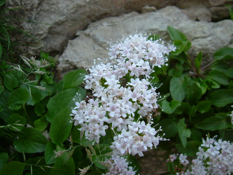 Valeriana montana / Valeriana montana