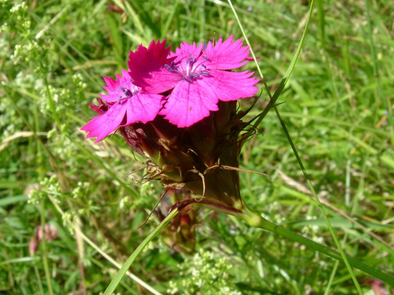 Dianthus carthusianorum / Garofano dei Certosini