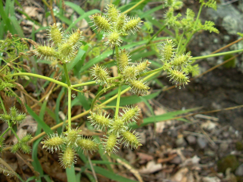 Caucalis platycarpos (frutti) / Lappola carota