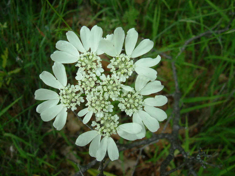 Orlaya grandiflora / Lappola bianca