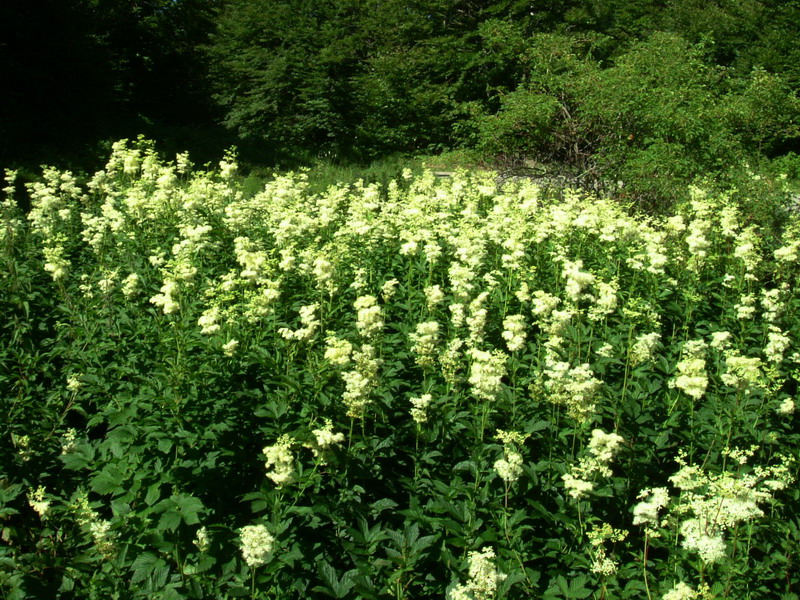 In torbiera - Filipendula ulmaria