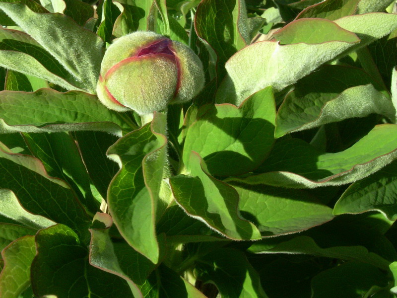 Paeonia officinalis subsp. officinalis / Peonia selvatica