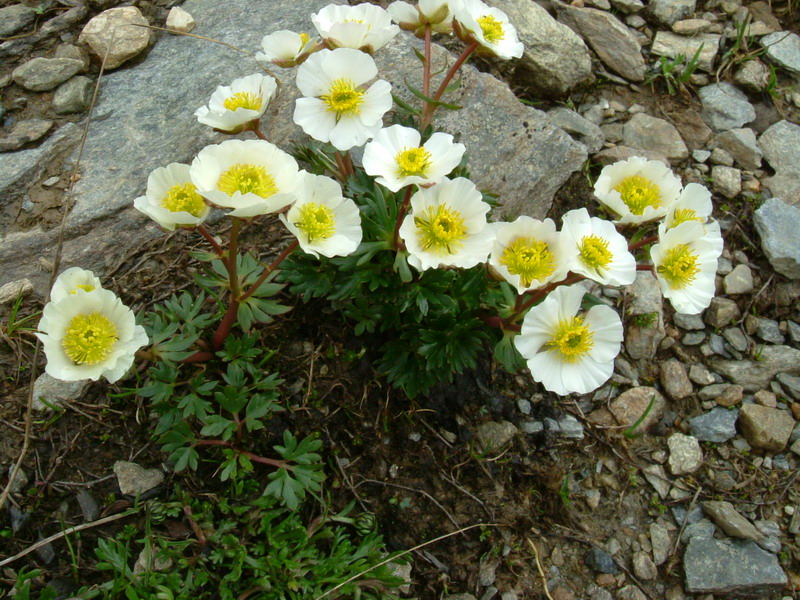 Ranunculus glacialis / Ranuncolo dei ghiacciai