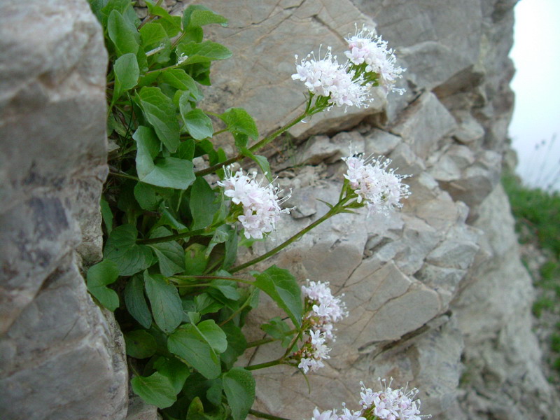 Valeriana montana / Valeriana montana