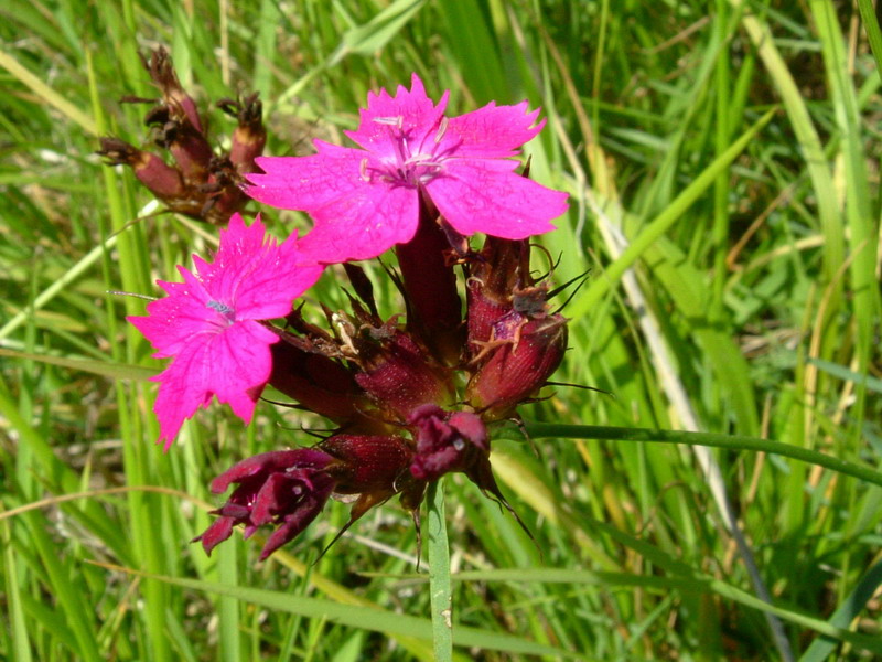 Dianthus carthusianorum / Garofano dei Certosini