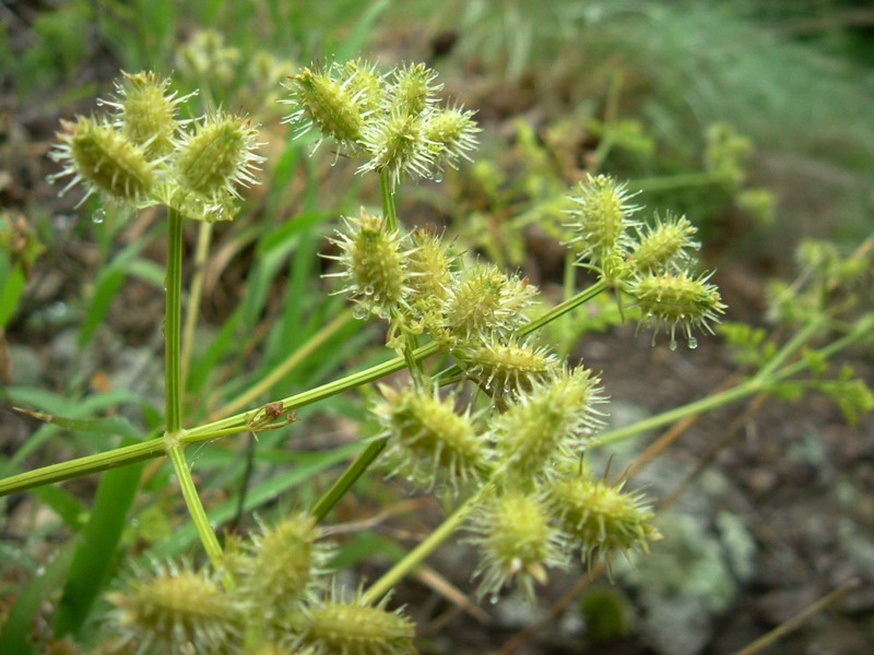 Caucalis platycarpos (frutti) / Lappola carota