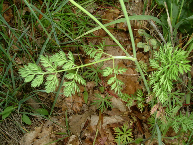 Orlaya grandiflora / Lappola bianca