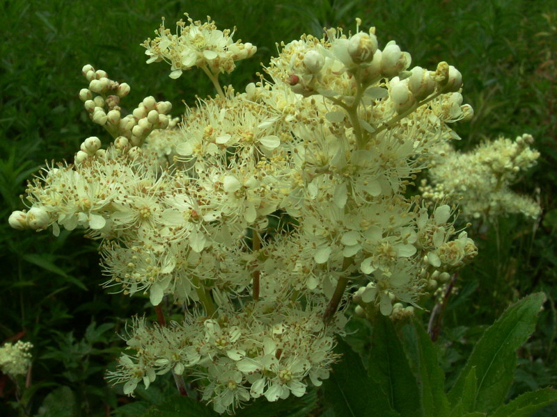 In torbiera - Filipendula ulmaria