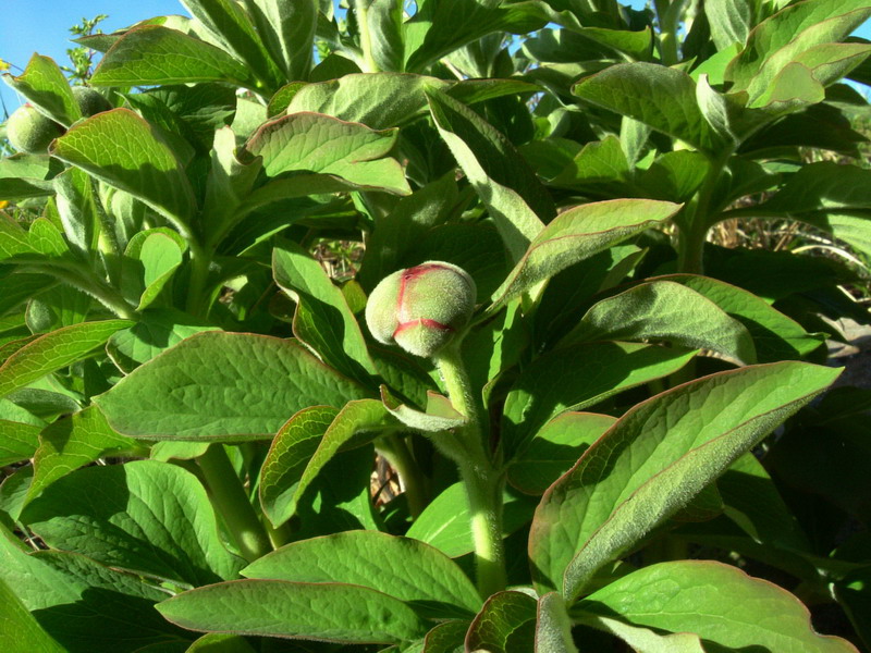 Paeonia officinalis subsp. officinalis / Peonia selvatica