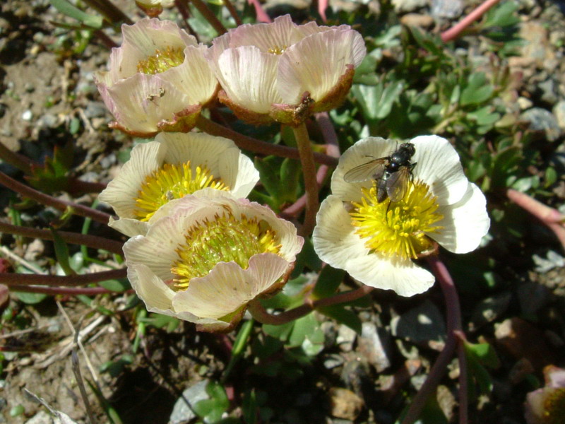 Ranunculus glacialis / Ranuncolo dei ghiacciai