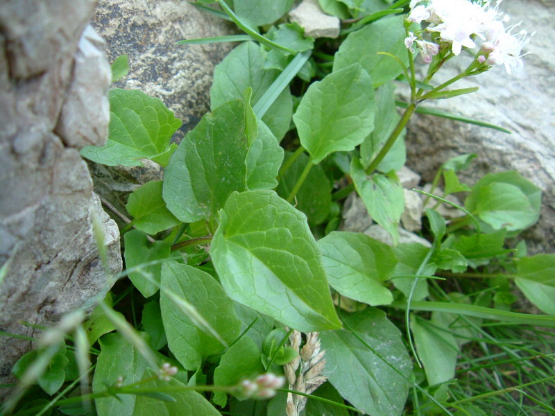 Valeriana montana / Valeriana montana