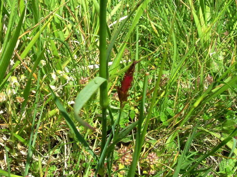 Dianthus carthusianorum / Garofano dei Certosini