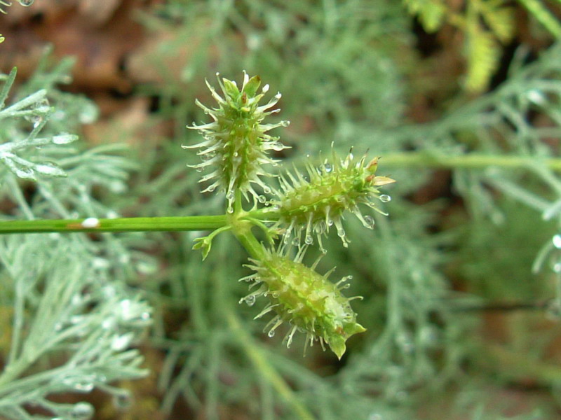 Caucalis platycarpos (frutti) / Lappola carota