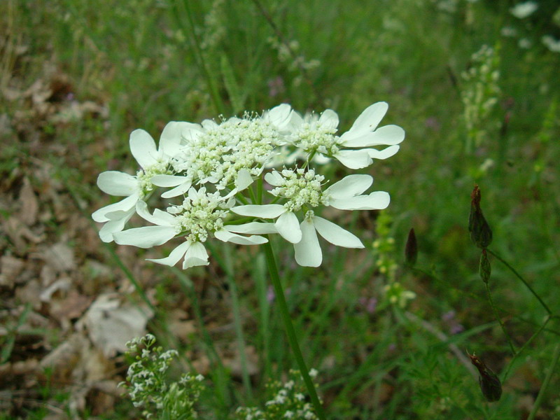 Orlaya grandiflora / Lappola bianca