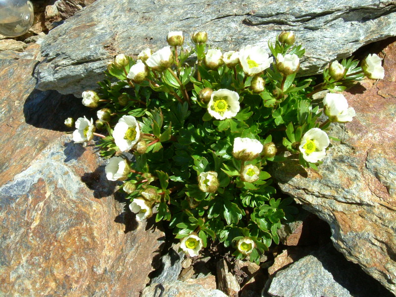 Ranunculus glacialis / Ranuncolo dei ghiacciai