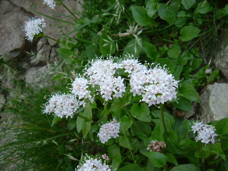 Valeriana montana / Valeriana montana