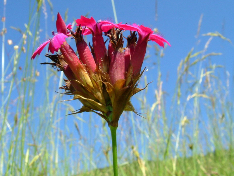 Dianthus carthusianorum / Garofano dei Certosini