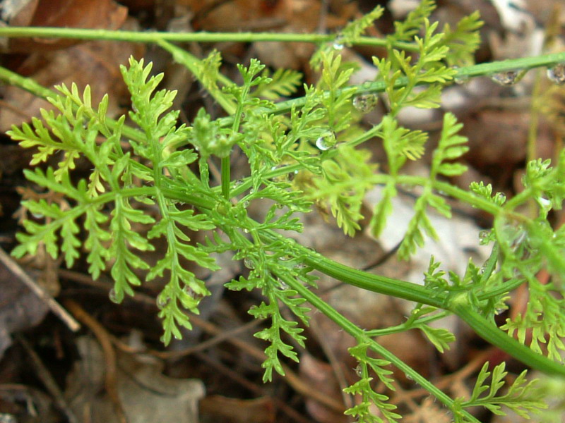 Caucalis platycarpos (frutti) / Lappola carota