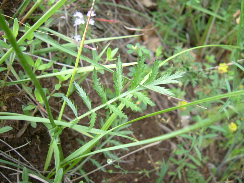 Orlaya grandiflora / Lappola bianca