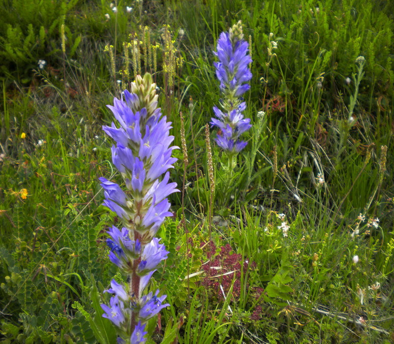 Campanula spicata / Campanula spigata