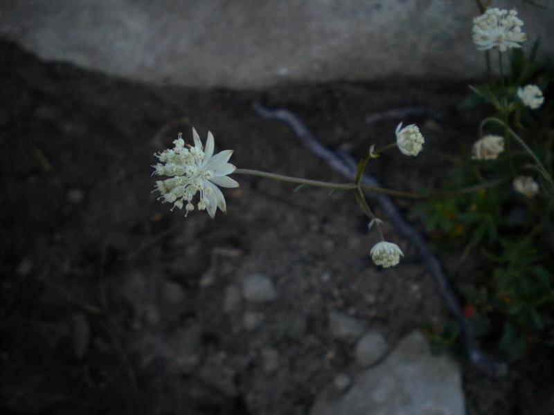 Astrantia minor